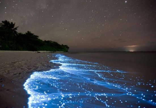 Naturalna bioluminescencja - blask żywych organizmów